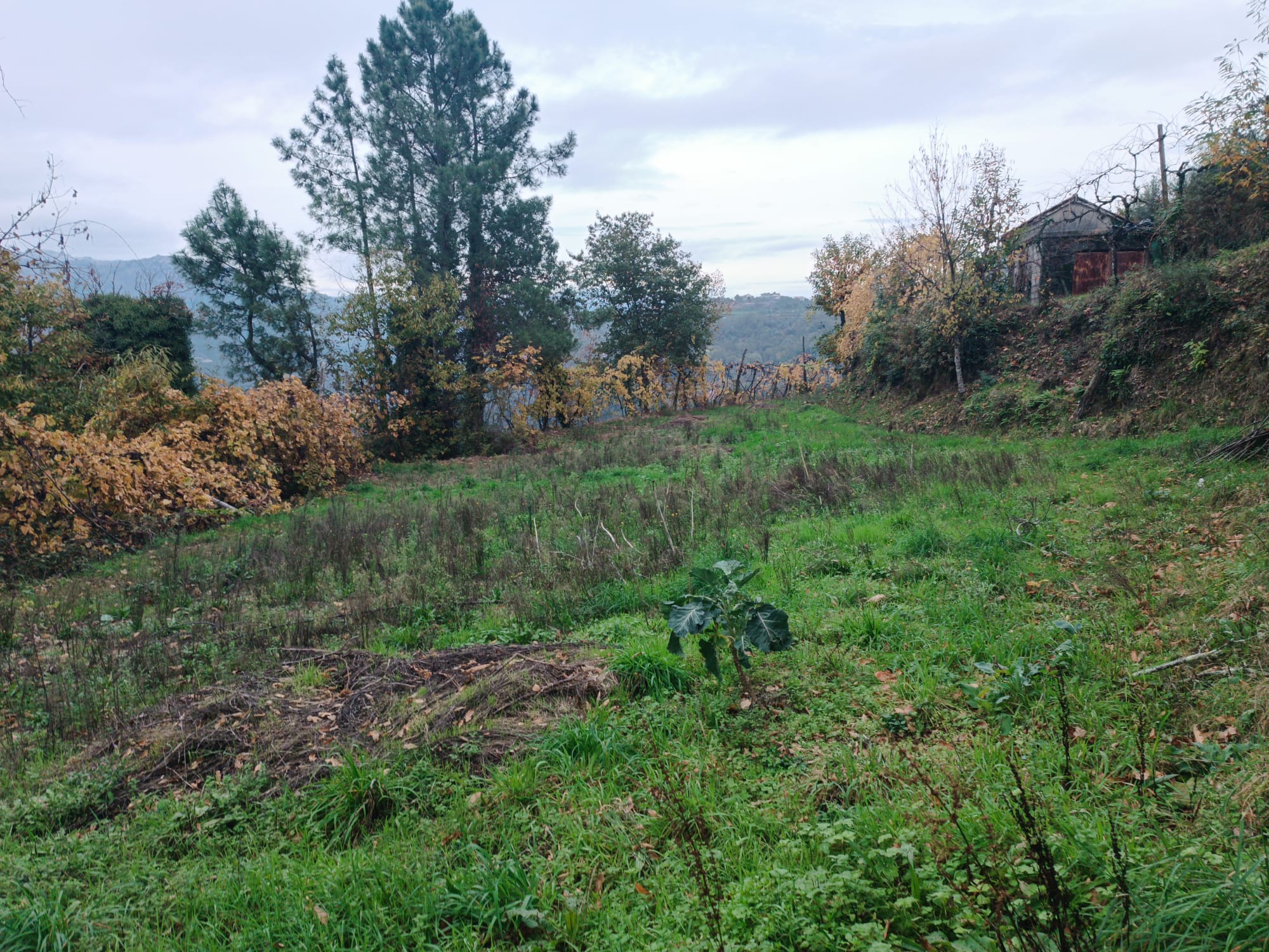 Terreno c/ 1.400m2 e Armazem em Louredo, Geres