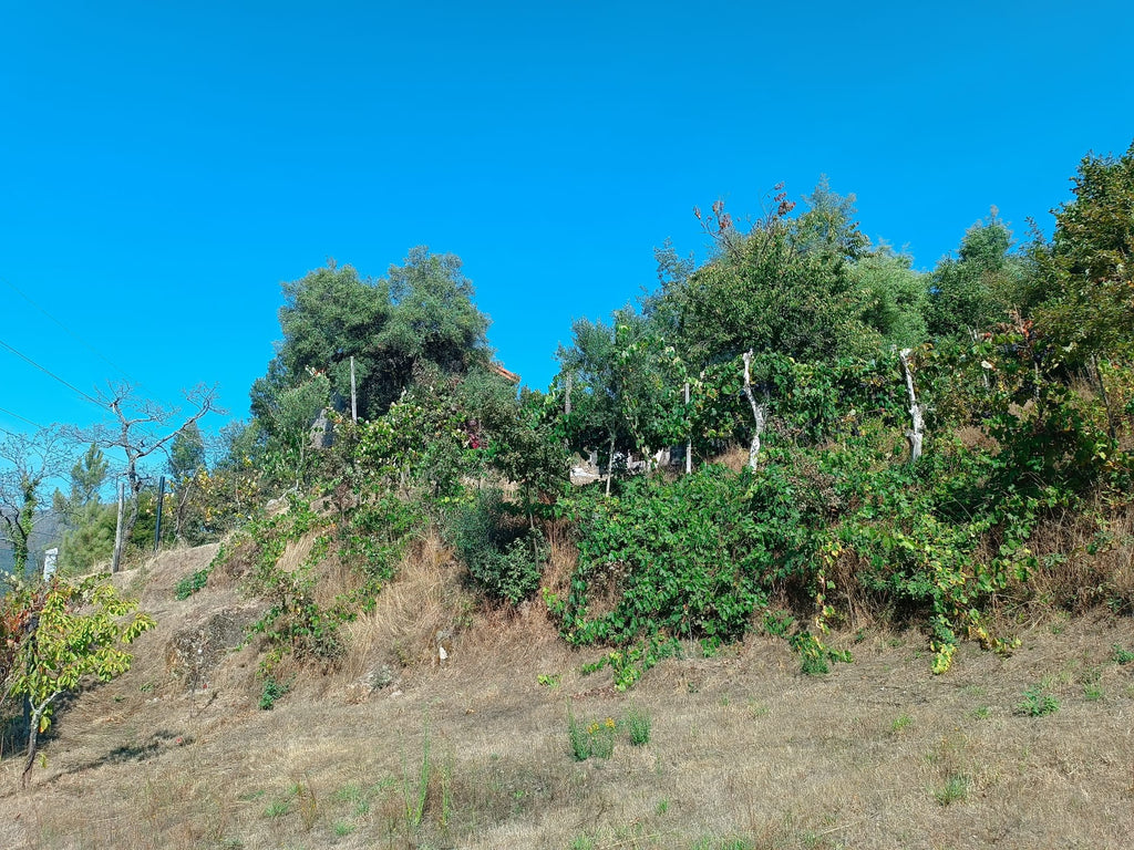 Casa com vistas encantadoras em Salamonde c/ terreno de 7.000m2
