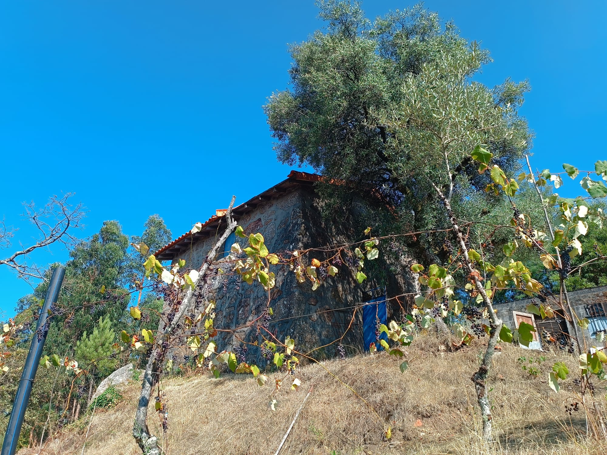 Casa com vistas encantadoras em Salamonde c/ terreno de 7.000m2