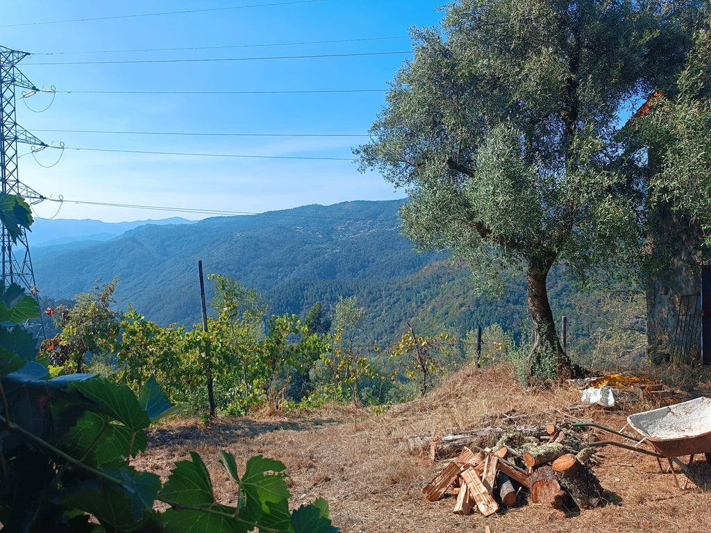 Casa com vistas encantadoras em Salamonde c/ terreno de 7.000m2