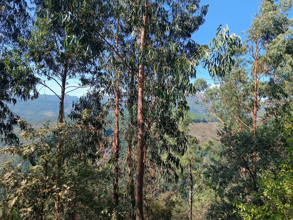 Casa com vistas encantadoras em Salamonde c/ terreno de 7.000m2