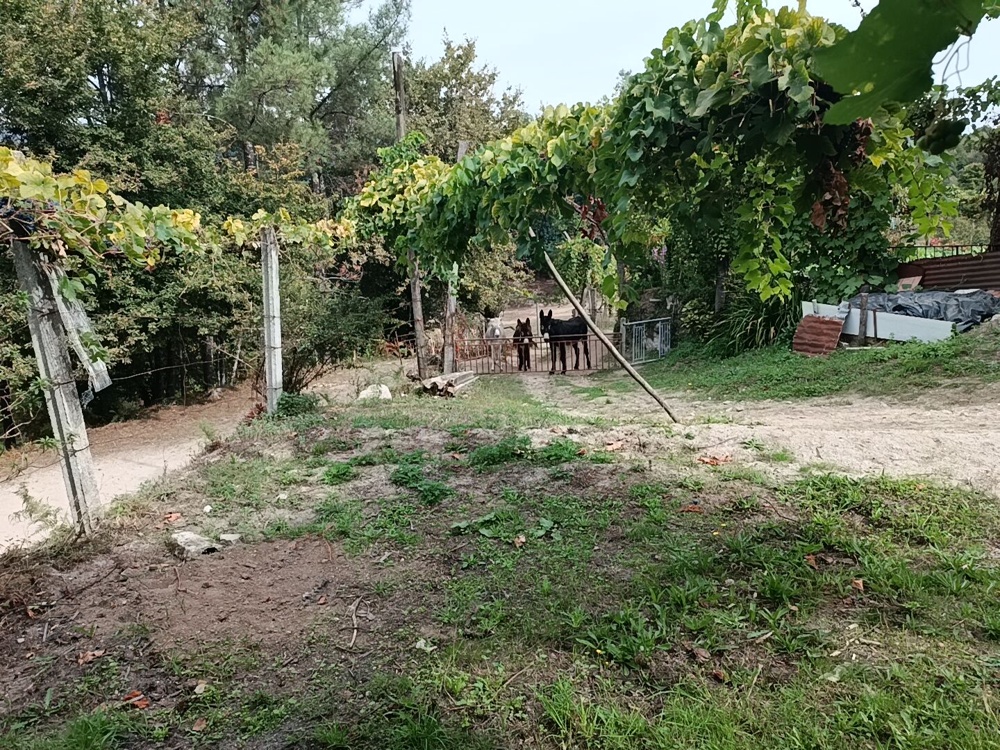 Ruina + Terreno margeando um Riacho em Salamonde, Gerês c/ 2.260m2