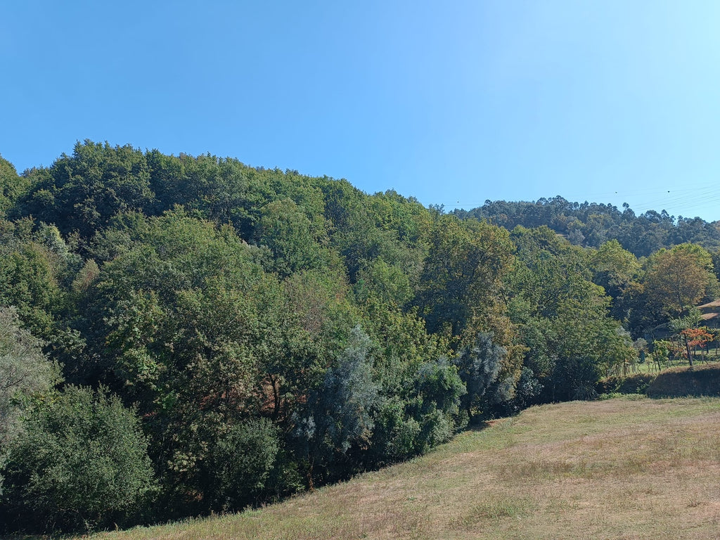 Ruina + Terreno margeando um Riacho em Salamonde, Gerês c/ 2.260m2