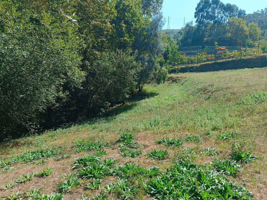 Ruina + Terreno margeando um Riacho em Salamonde, Gerês c/ 2.260m2