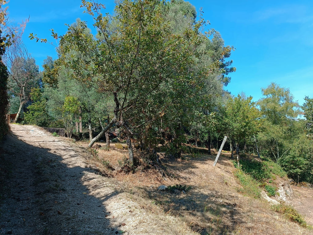 Ruina + Terreno margeando um Riacho em Salamonde, Gerês c/ 2.260m2