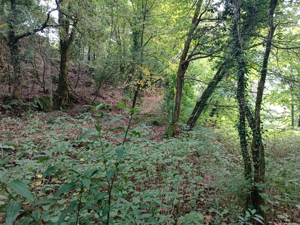 Ruina p/ recuperação em Vila do Gerês c/ 3.650 de terreno plano c/ Riacho.