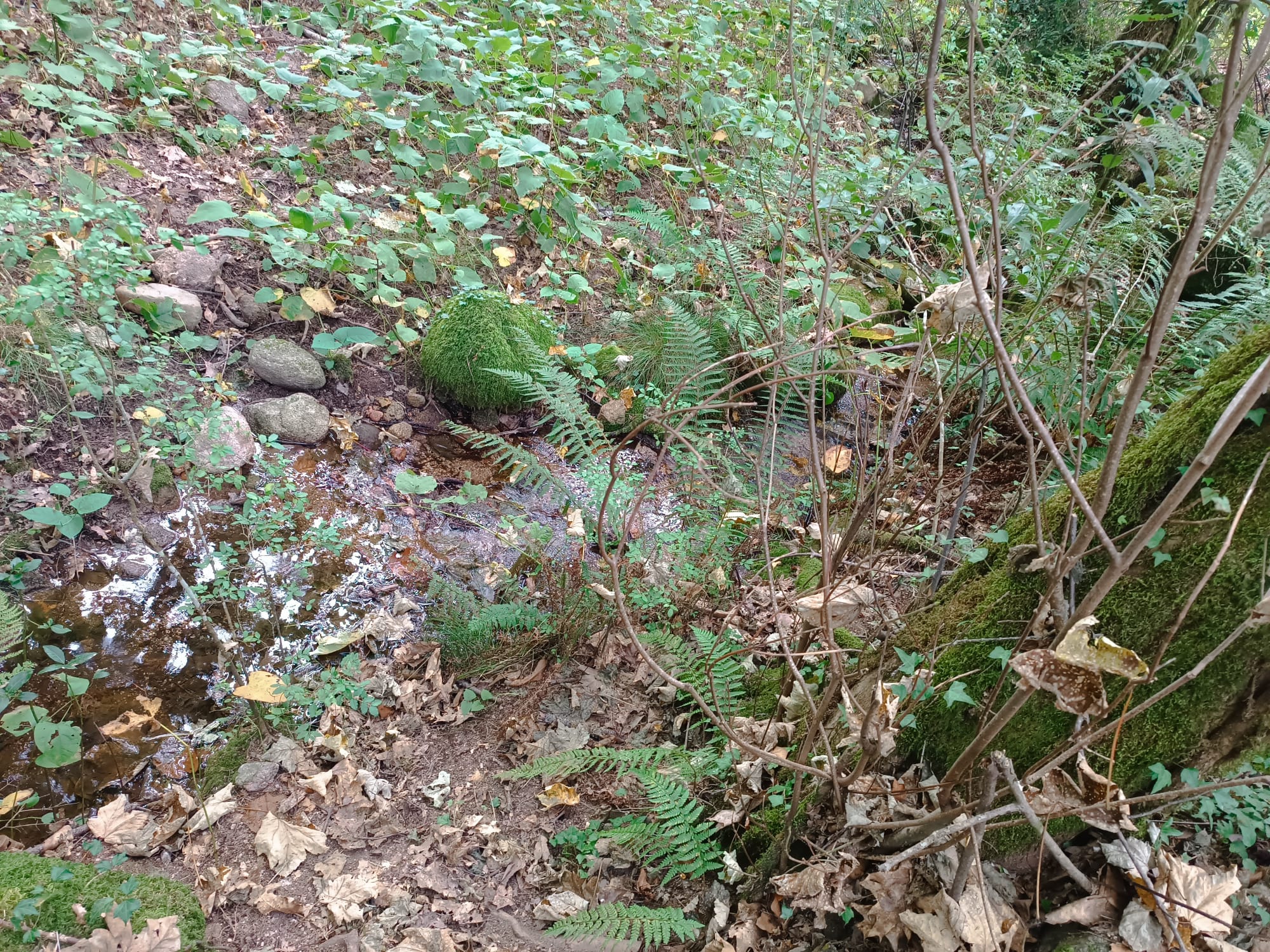 Ruina p/ recuperação em Vila do Gerês c/ 3.650 de terreno plano c/ Riacho.