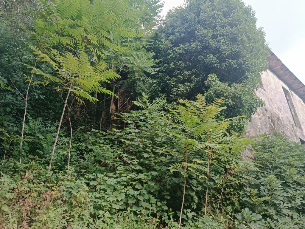Ruina p/ recuperação em Vila do Gerês c/ 3.650 de terreno plano c/ Riacho.