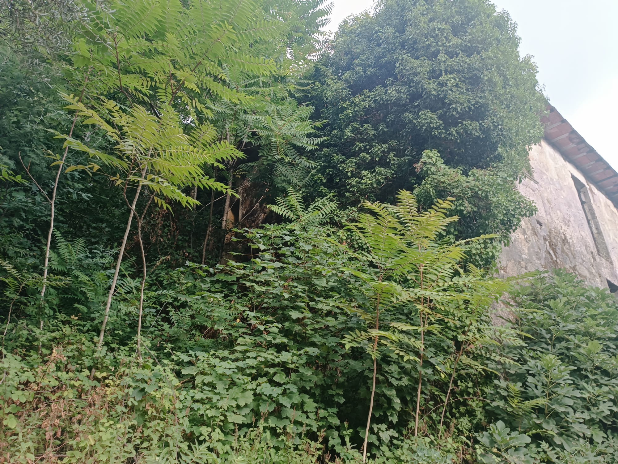 Ruina p/ recuperação em Vila do Gerês c/ 3.650 de terreno plano c/ Riacho.